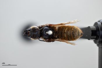 Media type: image;   Entomology 785835 Aspect: habitus dorsal view